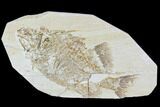 Bargain, Phareodus Fish Fossil - Visible Teeth #105337-1